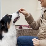 beautiful-border-collie-dog-training-with-owner