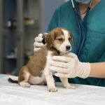 close-up-veterinarian-taking-care-dog (1)