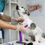 close-up-veterinarian-taking-care-dog