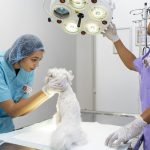 close-up-veterinarian-taking-care-pet