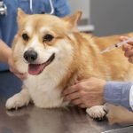 veterinarian-taking-care-pet-dog