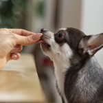 view-adorable-chihuahua-dog-getting-some-treats-home