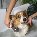 washing-pet-dog-home