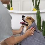 washing-pet-dog-home